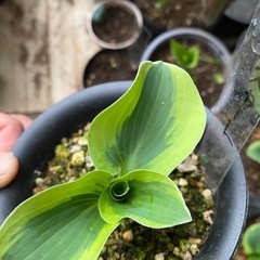 ギボウシ　ミニスカート