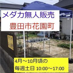 【メダカ無人販売】豊田市花園町 4/26(土),27(日)