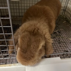 ウサギ