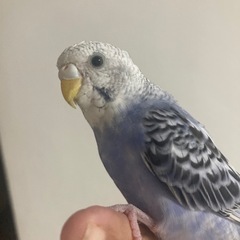 セキセイインコ − 埼玉県