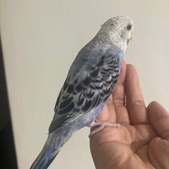 セキセイインコ - その他