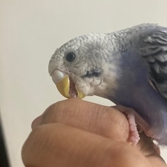 セキセイインコ - 里親募集