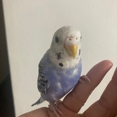 セキセイインコ - 蕨市