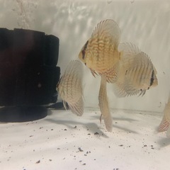 ディスカス　アズーリの画像