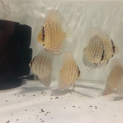ディスカス　アズーリ