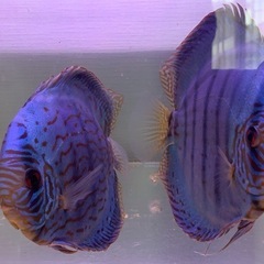 ディスカス　アズーリの画像