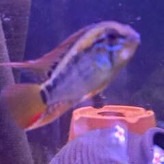 アピストグラマ　マクマステリ　ペア