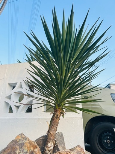 美株 ユッカアロイフォリア 黒鉢付