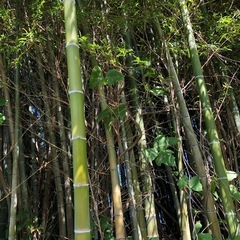 竹 竹林 伐採 竹細工 