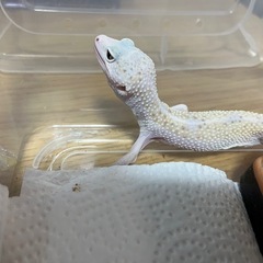 ヒョウモントカゲモドキ  W &イエローエクリプス  値下げ