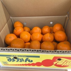 【在庫10】美味しい春みかん🍊なつみ入荷しました！✨