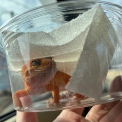ヒョウモントカゲモドキ   ブラッドタンジェリン  メス