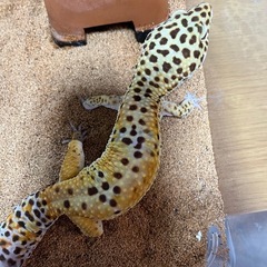 ヒョウモントカゲモドキ   ハイイエロー   オス  値下げ
