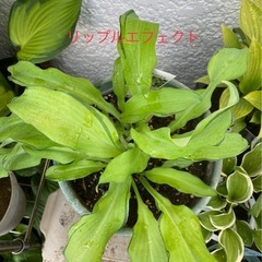 ギボウシ　リップルエフェクトの画像