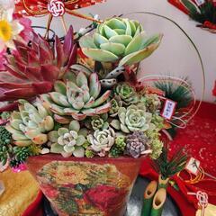 千葉市近郊で多肉植物に詳しい方と繋がりたい！