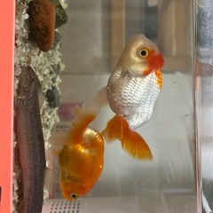 金魚無料もしくは格安でいただきます〜