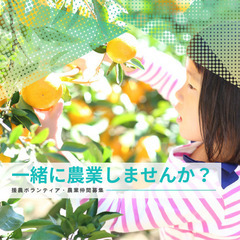 農業（みかん畑）を手伝って頂ける方を募集　2025年5月3日（土）