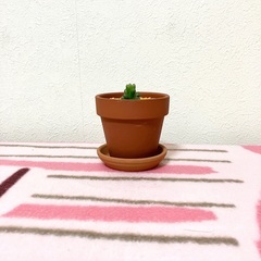【夢物語工房】ハオルチア・オブツーサ（観葉植物）