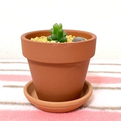 【夢物語工房】ハオルチア・オブツーサ（観葉植物）の画像