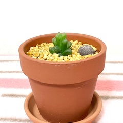 【夢物語工房】ハオルチア・オブツーサ（観葉植物）の画像