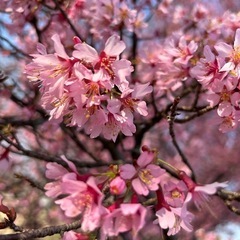 お友達探し🌷 - 高崎市