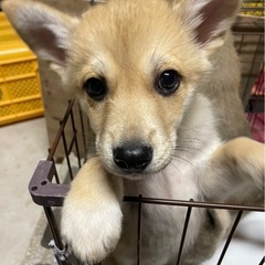 5頭の子犬達　イオくん　お迎えお待ちしてます − 愛媛県
