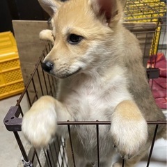 5頭の子犬達　イオくん　お迎えお待ちしてます - 里親募集
