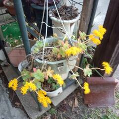 多肉植物【詳細を読んでから問い合わせしてください】