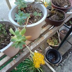 多肉植物【詳細を読んでから問い合わせしてください】の画像