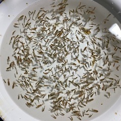 ラスト
めちゃくちゃ可愛い金魚