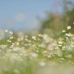 【4月20日（日）】　花（新宿御苑）撮影会