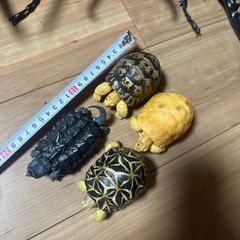 昆虫、フィギュアの画像