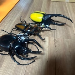 昆虫、フィギュアの画像