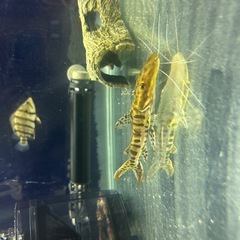 熱帯魚