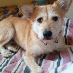 【4月27日譲渡会】野良犬だった保護犬モナコちゃんの家族募集(終...