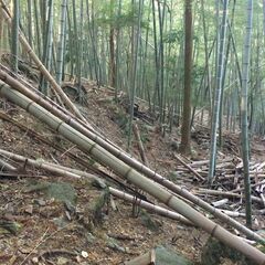 竹林整備の相談承ります【子や孫のために】 - 助け合い