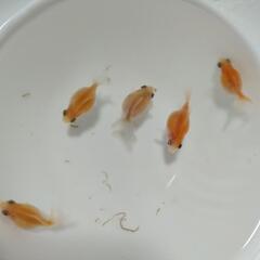 【受付終了】④  ピンポンパール  当歳の画像