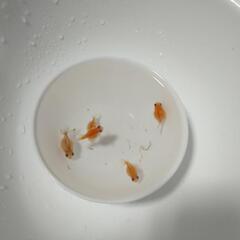 【受付終了】④  ピンポンパール  当歳の画像