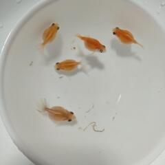 【受付終了】④  ピンポンパール  当歳の画像