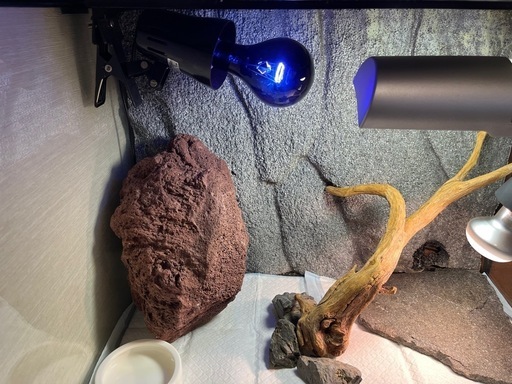 綺麗❗️爬虫類 大型 ケージ 60×45×45 ライト他セット一式