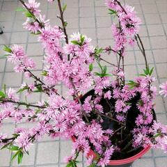 【１８日．１９日限定】菊桃の枝差し上げますので！