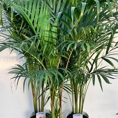 観葉植物　アレカヤシ