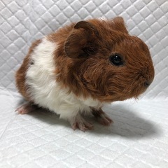 132.テディモルモット