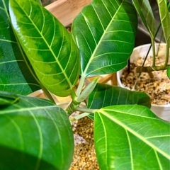 ★週末お値下げ★　②観葉植物 　フィカス アルテシマ　曲がり プラコッタ鉢7号受け皿付き　の画像