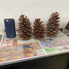 おっきな松ぼっくり　値下げしました　早いもん勝ち