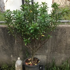 沈丁花　赤　　　１００センチ