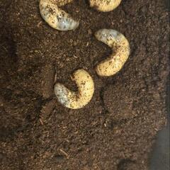 国産カブトムシ　幼虫