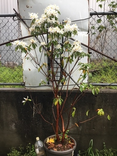 セイシカ　　１４０センチ