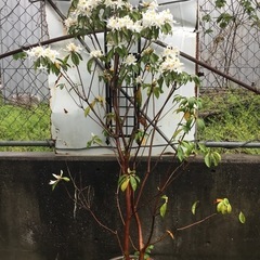 セイシカ　　１４０センチ