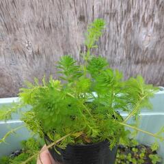 オレンジミリオフィラムひと鉢🌱④水上葉水草浮き草の画像